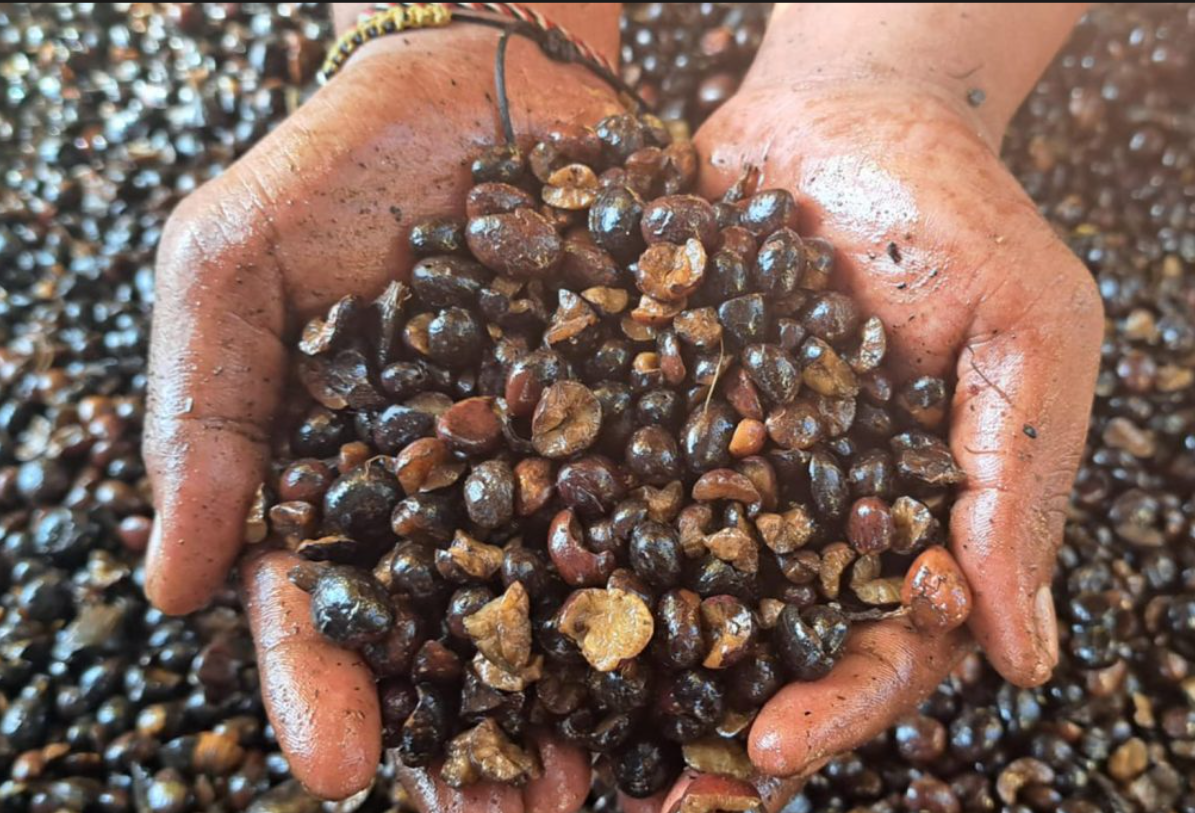 What Factors Affect the Oil Yield of Palm Kernels in the Palm Kernel Oil Production Process?